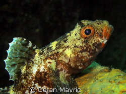 Red-mouthed goby, Fiesa. Olympus SP-350, ISO100, 1/250, f... by Dejan Mavric 